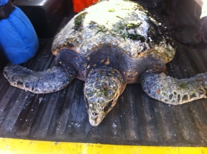 Leon turtle 1