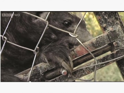 This honey badger quickly figured out how to open the latches of his enclosure.