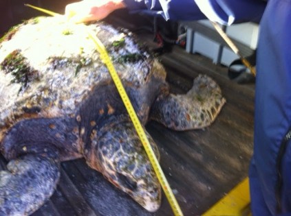 Turtle 3