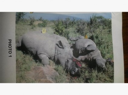 Two of the rhino that Mandla Chauke poached.