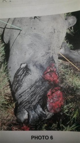 Rhino bull