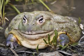 African Bull frog