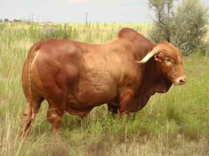 Afrikaner cattle