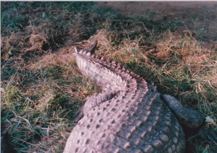 CROC FIGHT_0001