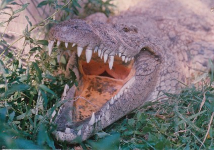 CROC FIGHT_0002