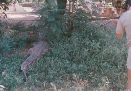 CROC FIGHT_0003