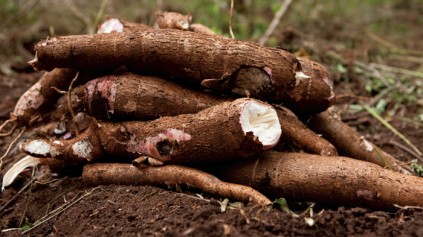 Cassava_FC104678