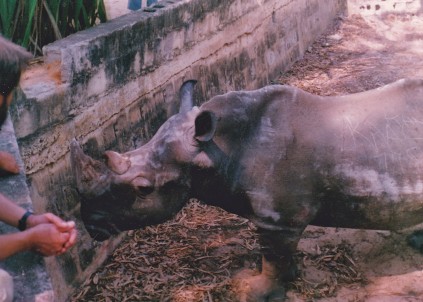 RHINO HORN_0002