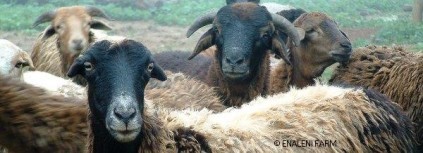 Zulu-sheep