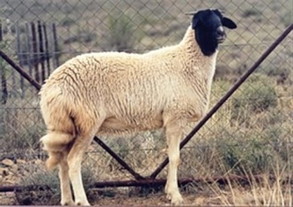 nam afrikaner sheep (Small)