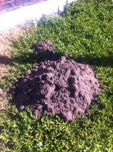 photo 2 (4)
