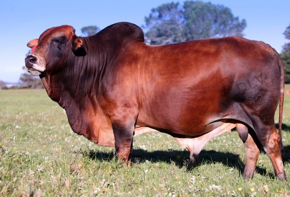 tuli cattle