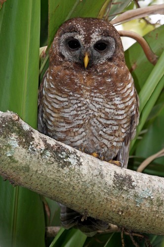 The African Wood Owl, the strix woodfordii  