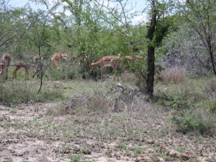 Rooibokke en lammers in KNP