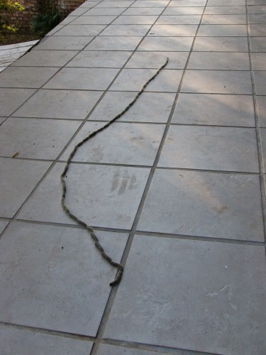 sa mei 2007 029