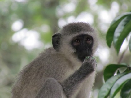 Monkey enjoying an avo