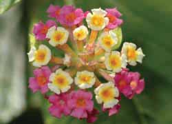 Lantana flower