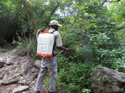 Lantana spraying