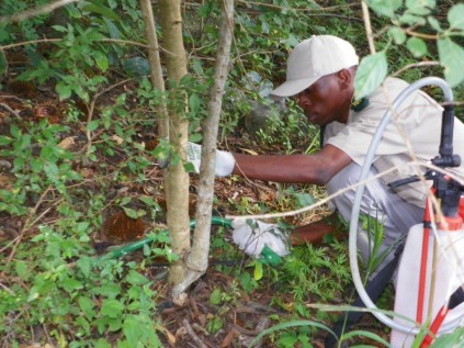 Managing the invasive weed Lantana by spraying and cutting down