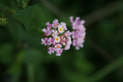 Lantana flower