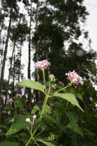 Lantana forms an impenetrable hedge
