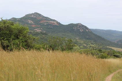 The koppie where African Lilac quarry is