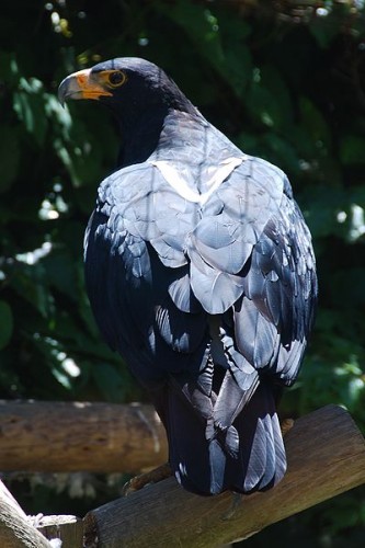 White crested eagle