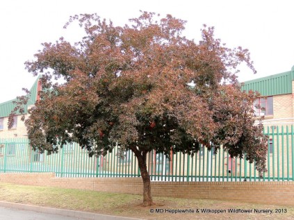 Forest Bush willow