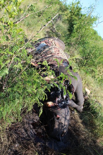 Carcass of poached rhino near Pretoriuskop - 1 February 2015