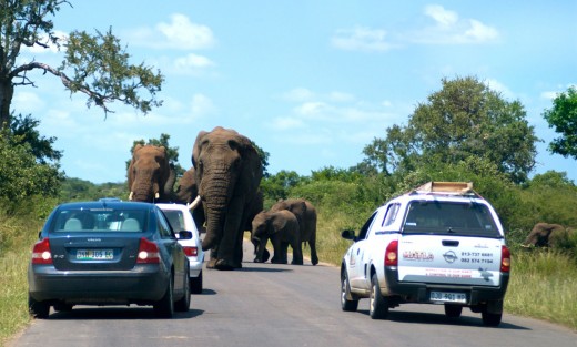 Elephants in Kruger National Park