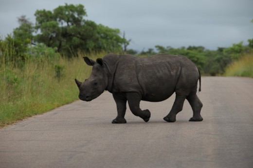 Rhino in Kruger National Park