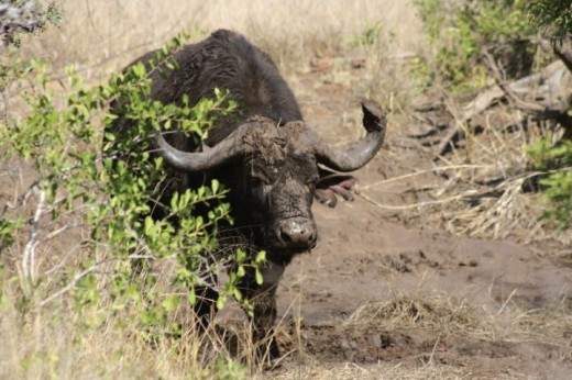 Buffalo in Kruger National Park