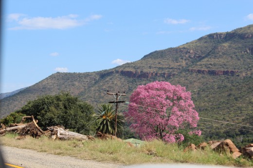 Kapok tree. Photo: Hanti Schrader