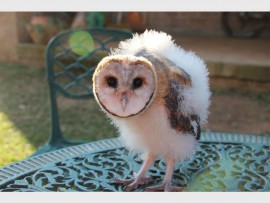 barn owl