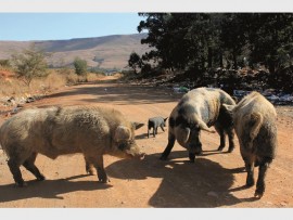 Waterval Boven animals