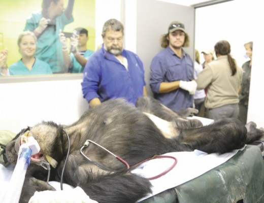 Chimp operation