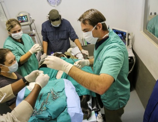 Chimp operation