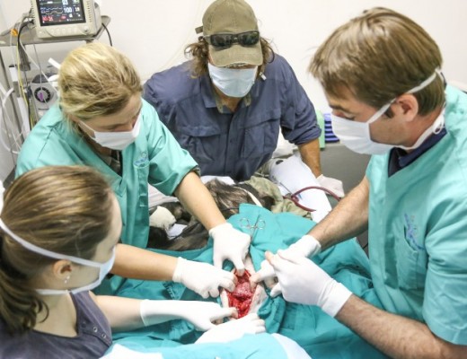 Chimp operation