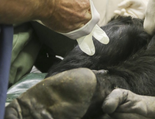 Chimp operation