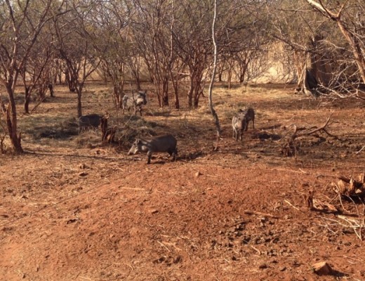Marloth Park capture