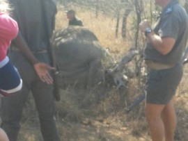 Poaching in KNP