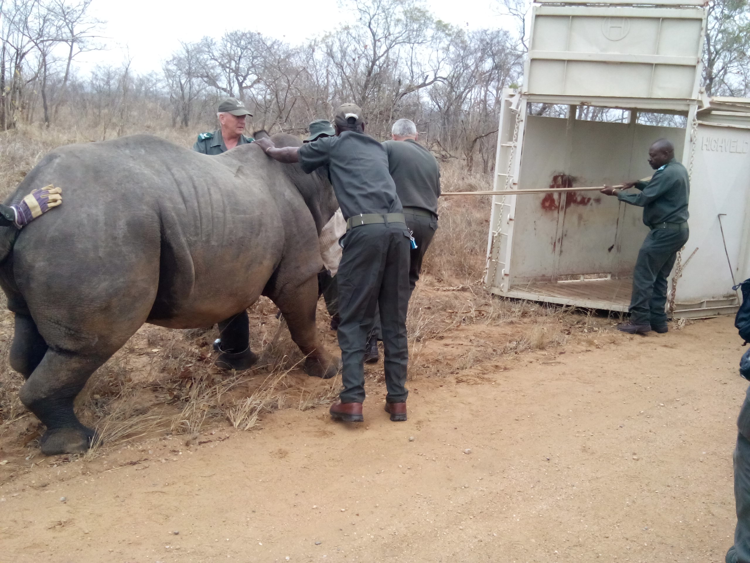 Rhino relocation