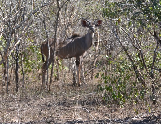 Marloth Park grazing