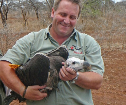 Vultures critically endangered