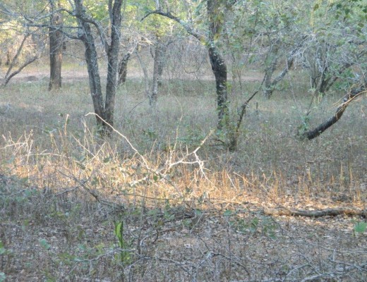 Marloth Park grazing