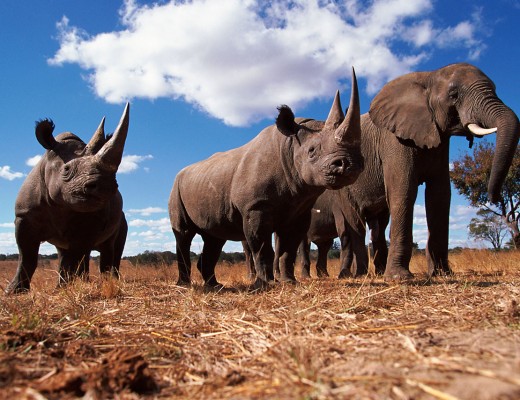 Black rhinoceros (Diceros bicornis) and African elephant (Loxodonta africana) Africa