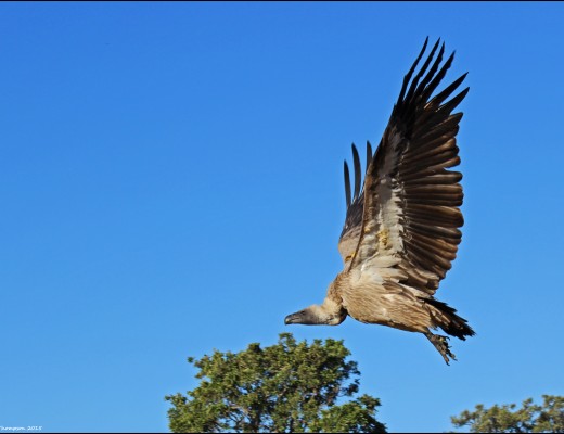 Vultures critically endangered