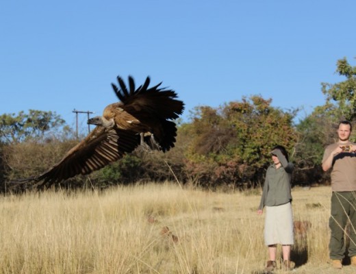 Vultures critically endangered