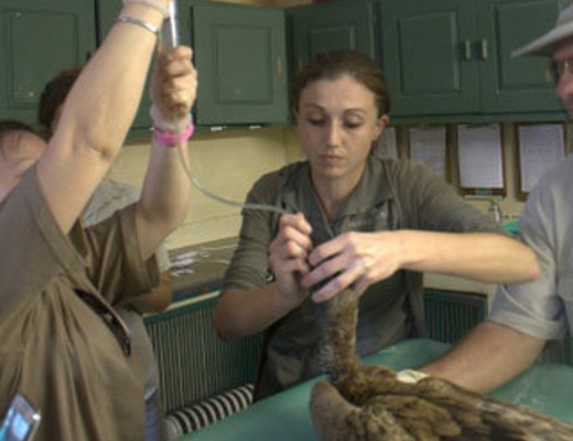 Vultures critically endangered