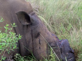 Rhino poaching statistics